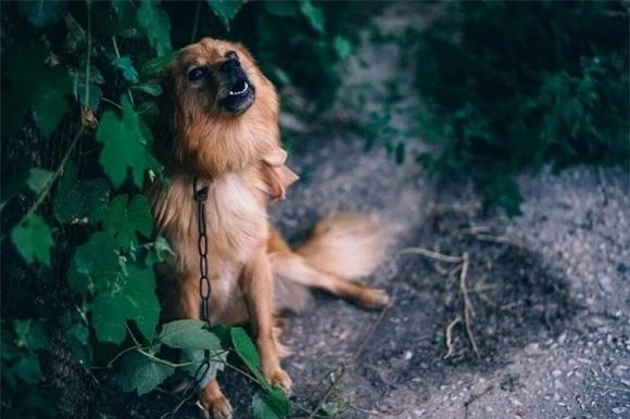 Chó sủa nhiều là điềm gì? Giải mã chó sủa ma liên hồi trong đêm