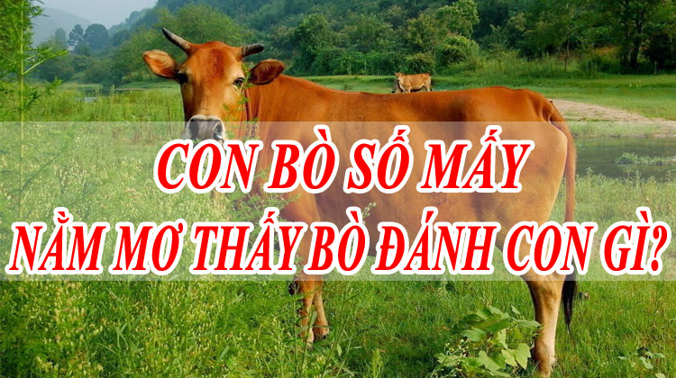 Mơ thấy bò báo hiệu điều gì? Giải mã điềm báo tốt xấu