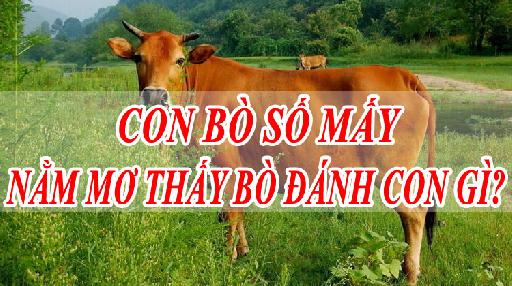 Mơ thấy bò báo hiệu điều gì? Giải mã điềm báo tốt xấu